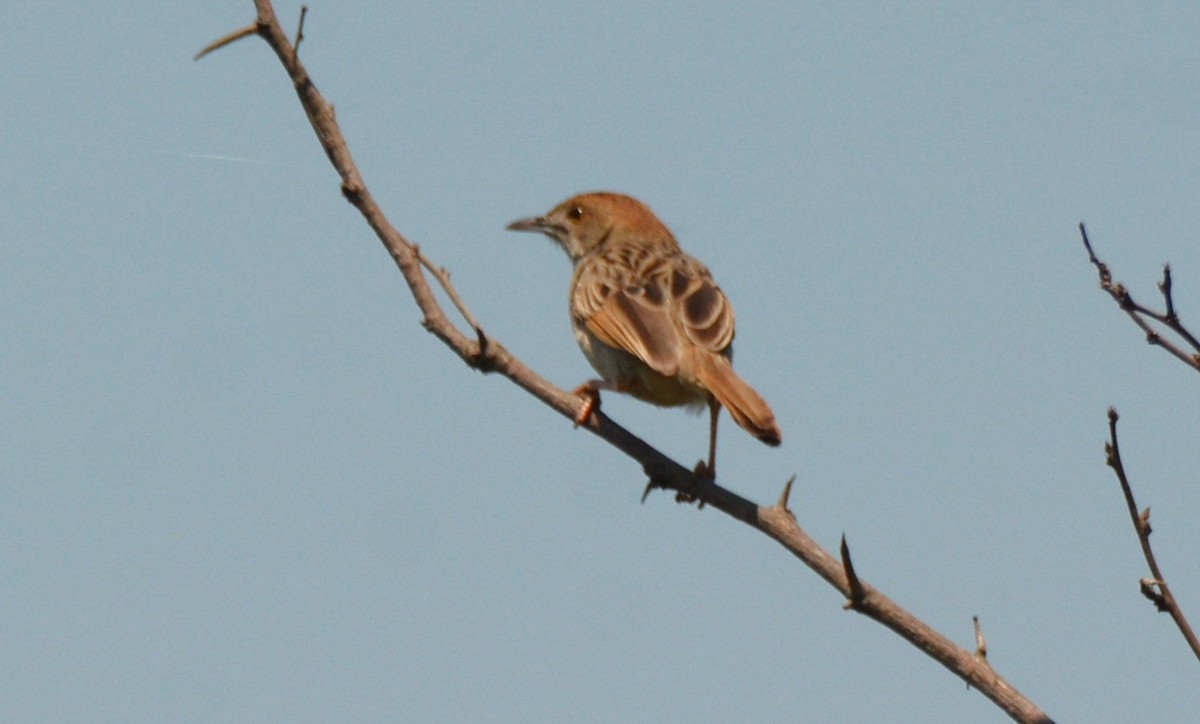 Rattling Cisticola - ML644430465