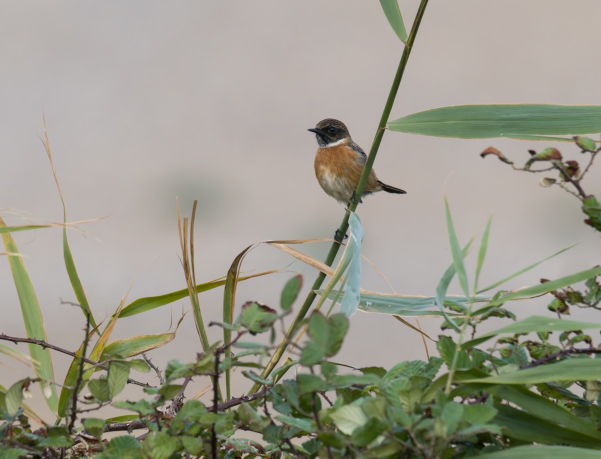 ヨーロッパノビタキ - ML644430469