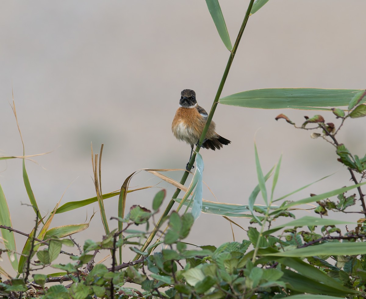 ヨーロッパノビタキ - ML644430471