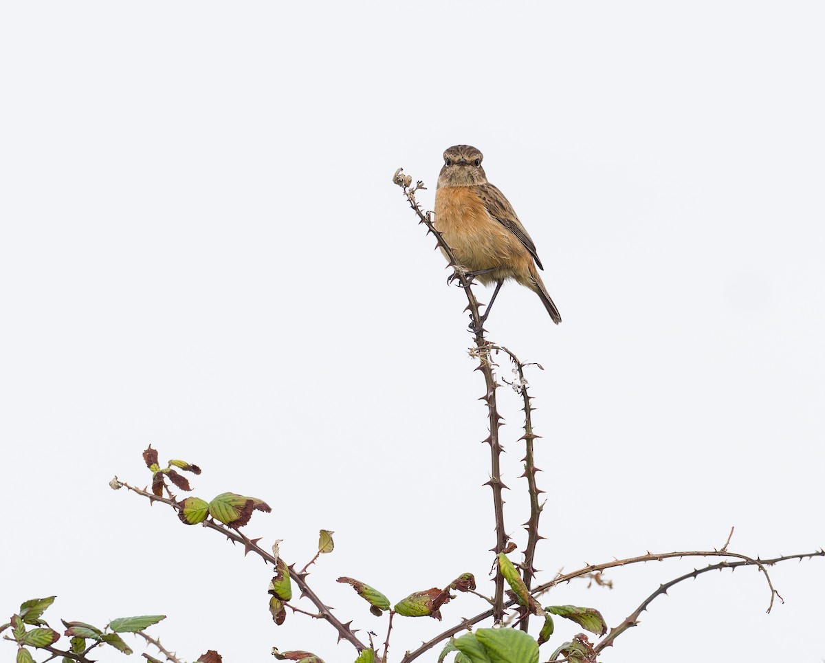 ヨーロッパノビタキ - ML644430473