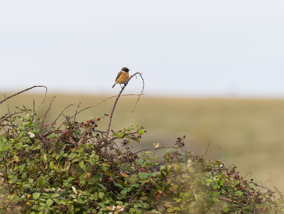 ヨーロッパノビタキ - ML644430475