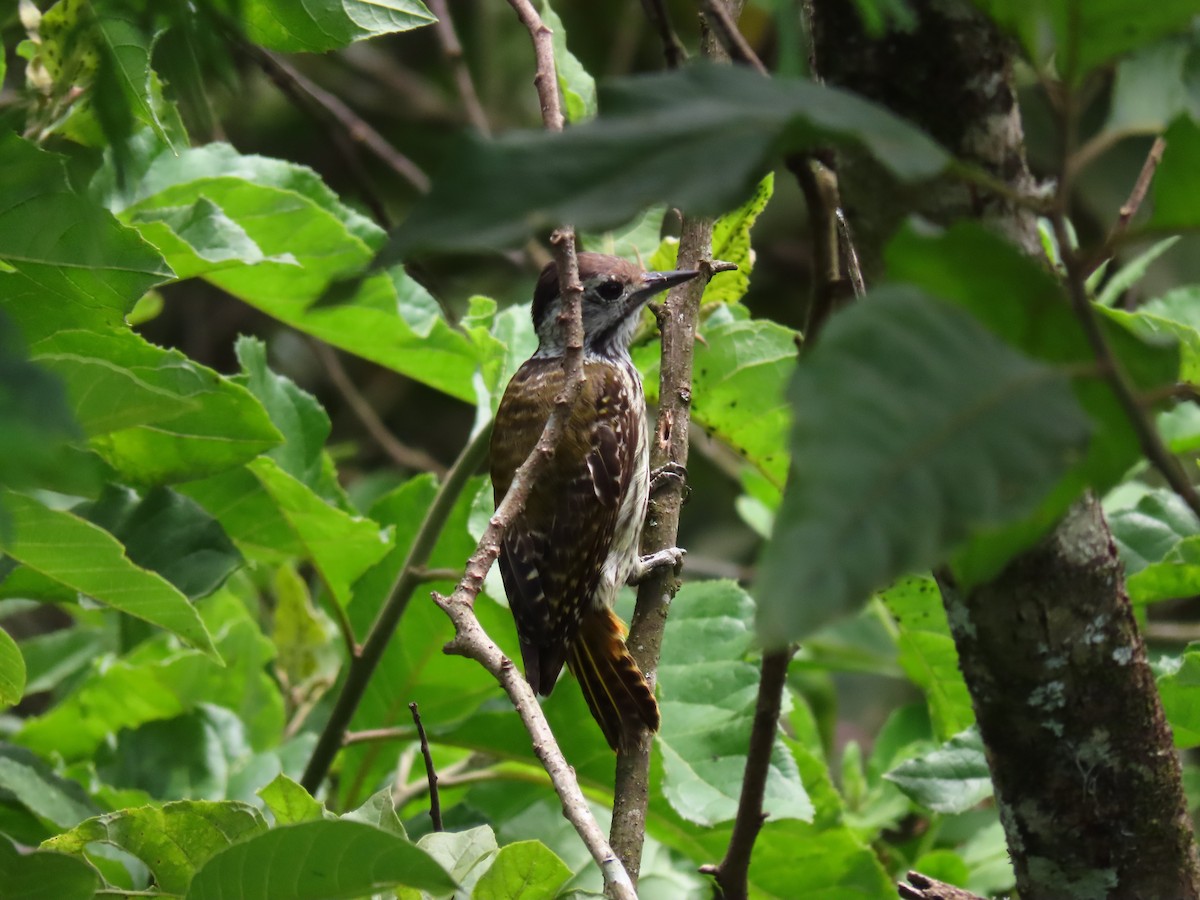 Cardinal Woodpecker - ML644430478