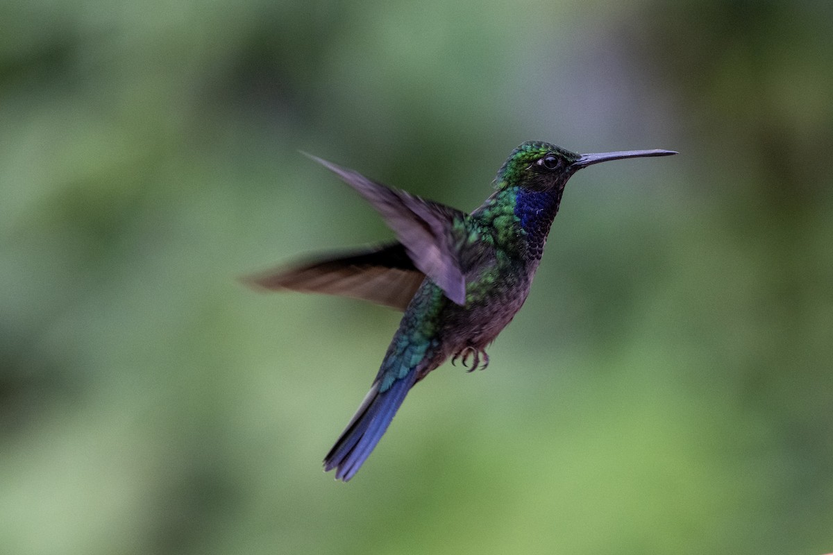 Napo Sabrewing - ML644430480