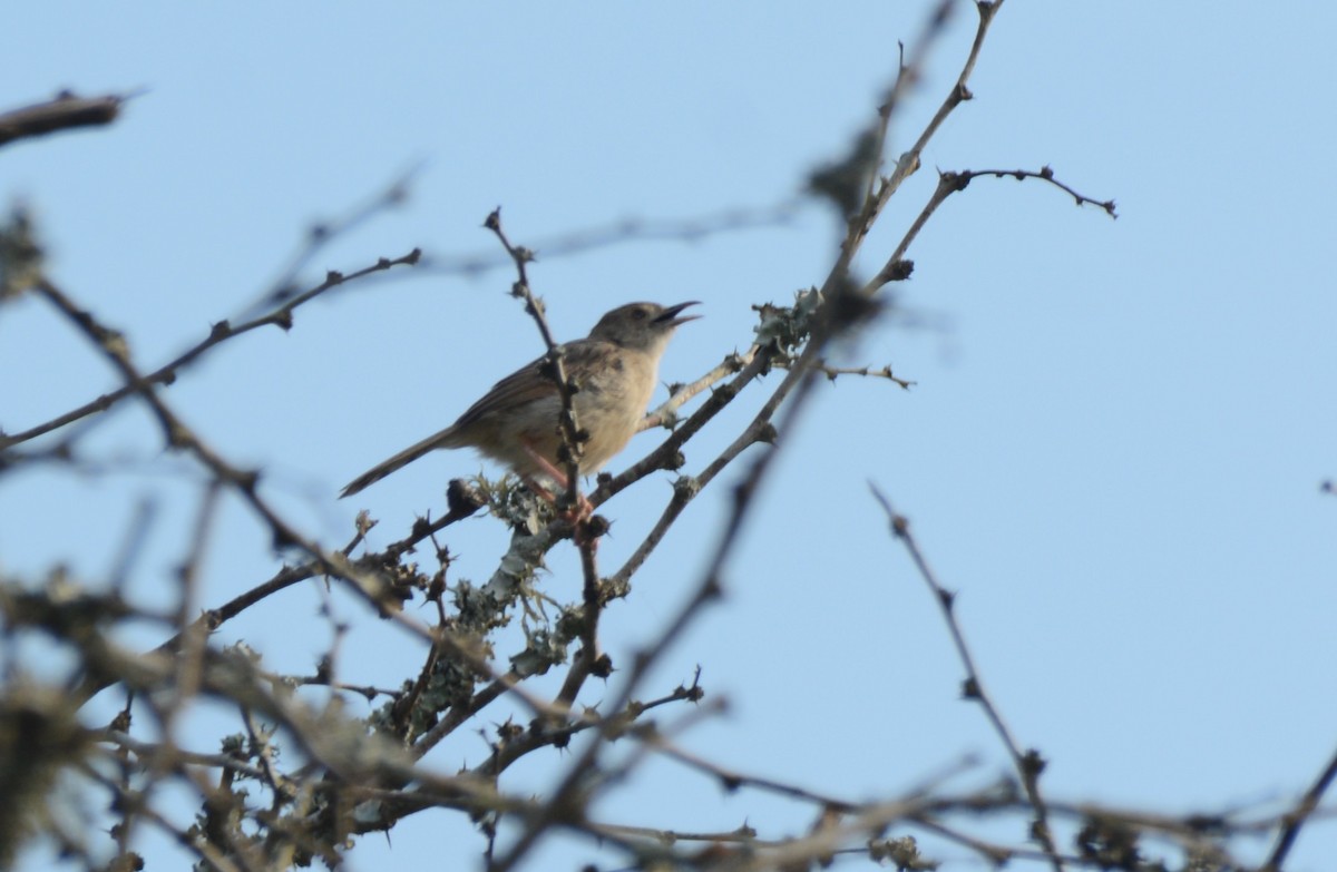 Rattling Cisticola - ML644430481