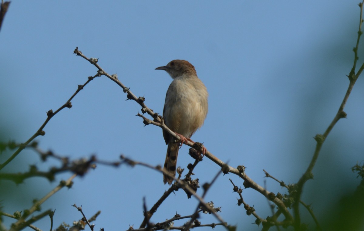 Rattling Cisticola - ML644430482