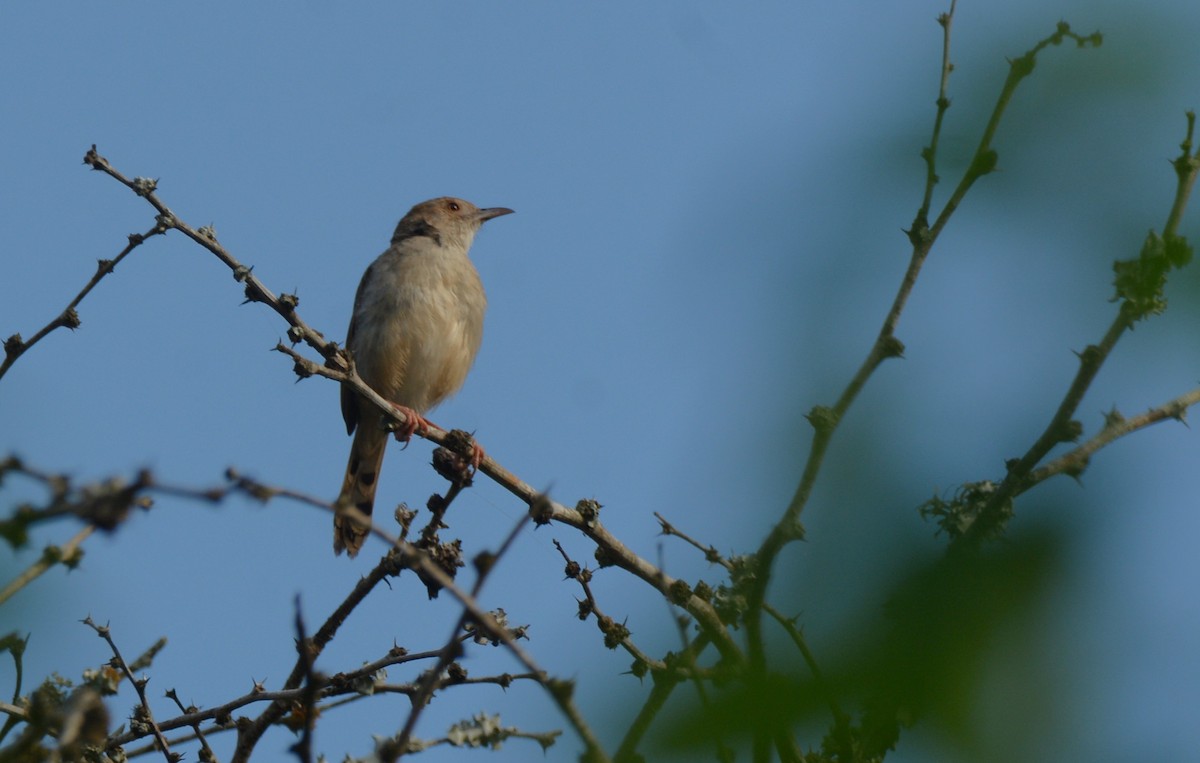 Rattling Cisticola - ML644430483