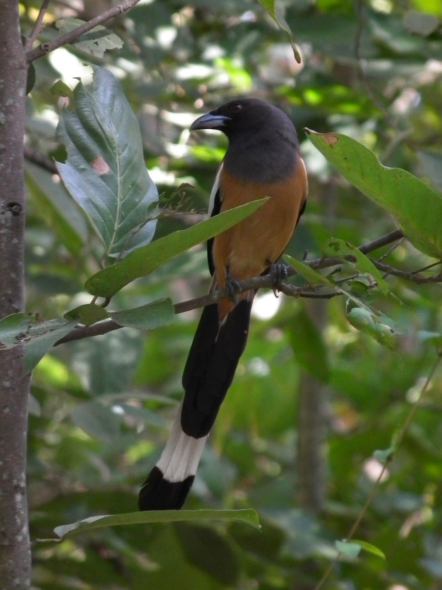 Kızıl Saksağan - ML644430494