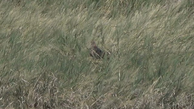 Northern Harrier - ML644430506
