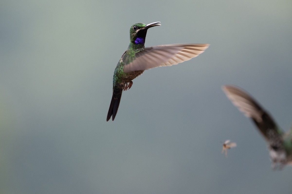 Black-throated Brilliant - ML644430514