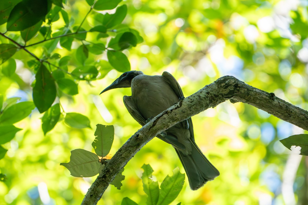 Helmlederkopf - ML644430525