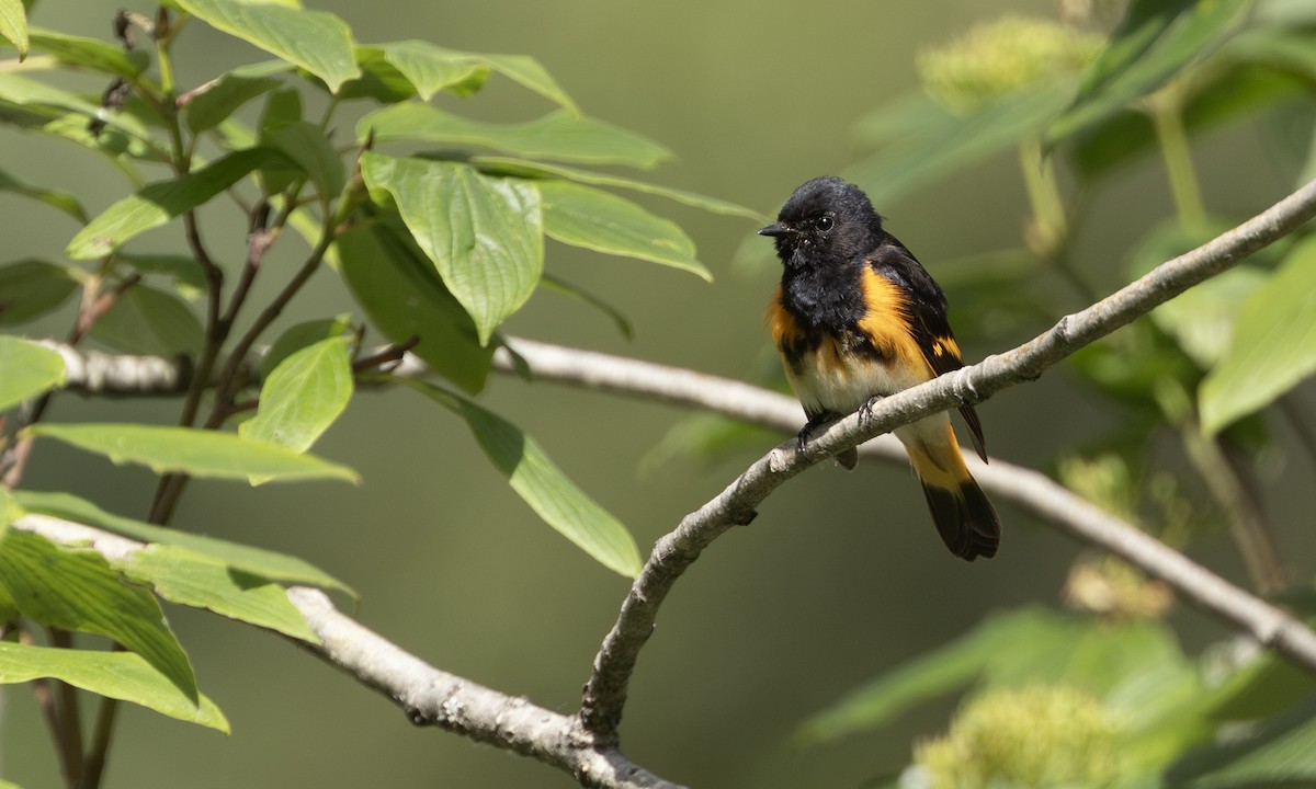 American Redstart - ML644430528