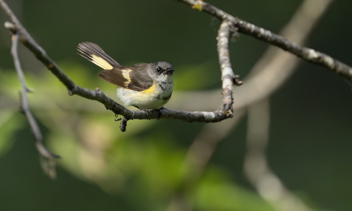 American Redstart - ML644430529