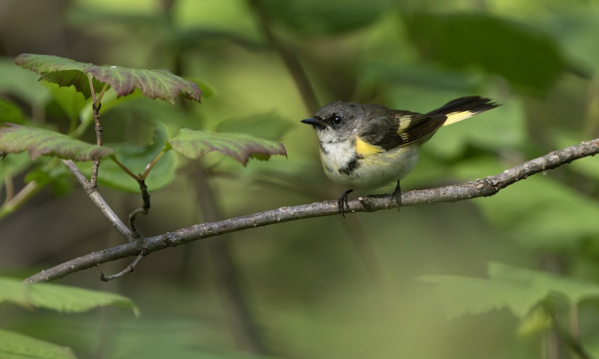 American Redstart - ML644430530