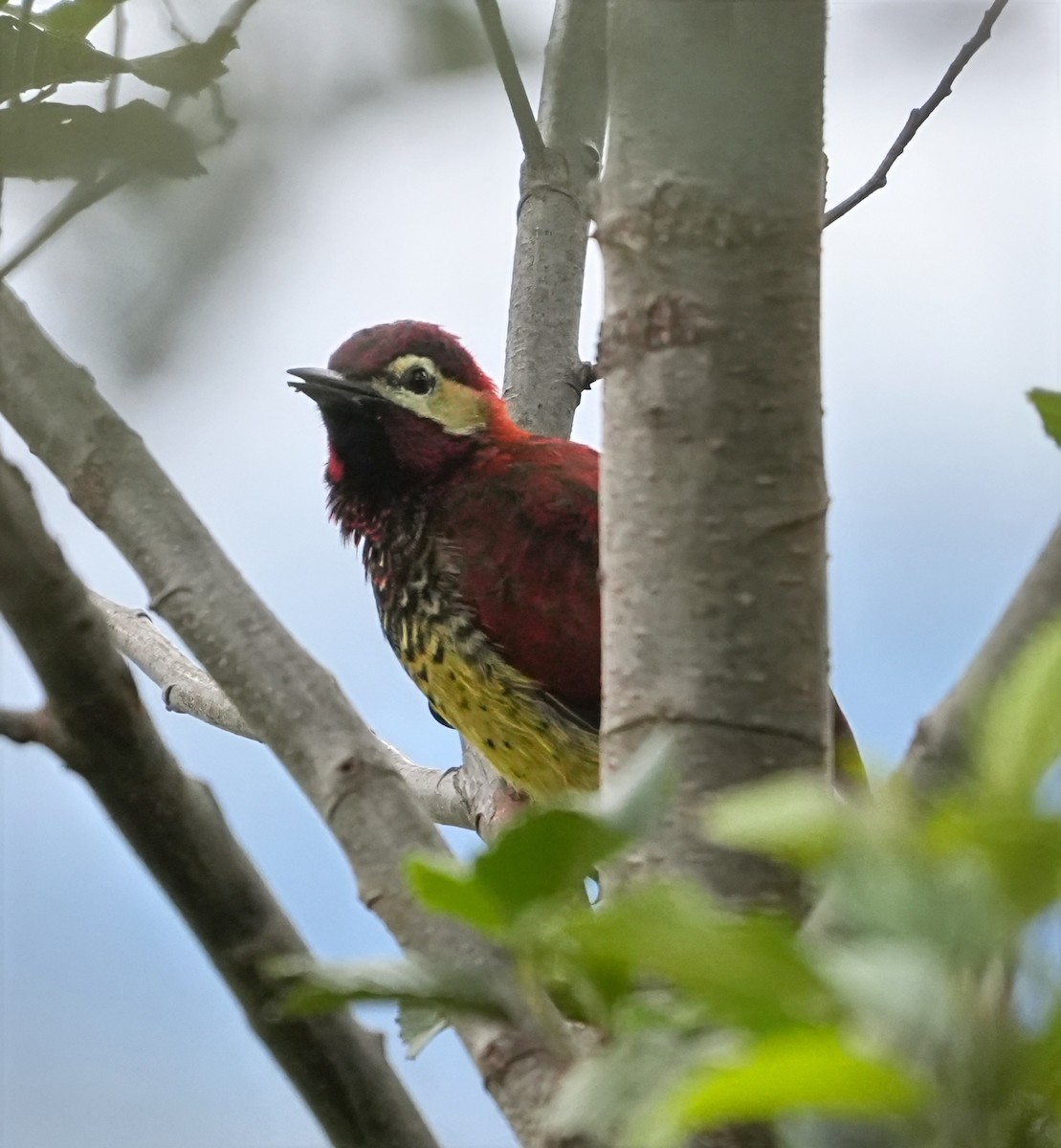 Дятел-смугань червонокрилий - ML644430536