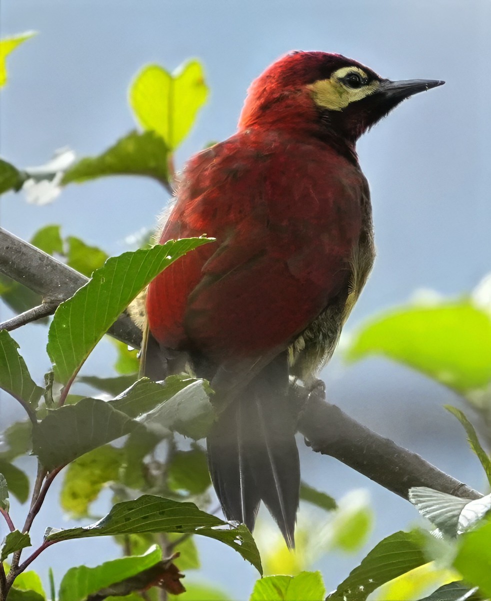 Дятел-смугань червонокрилий - ML644430537