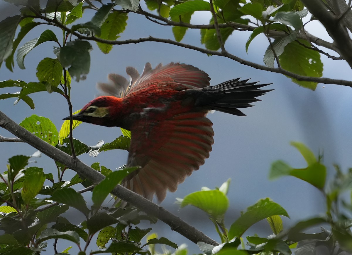 Дятел-смугань червонокрилий - ML644430538