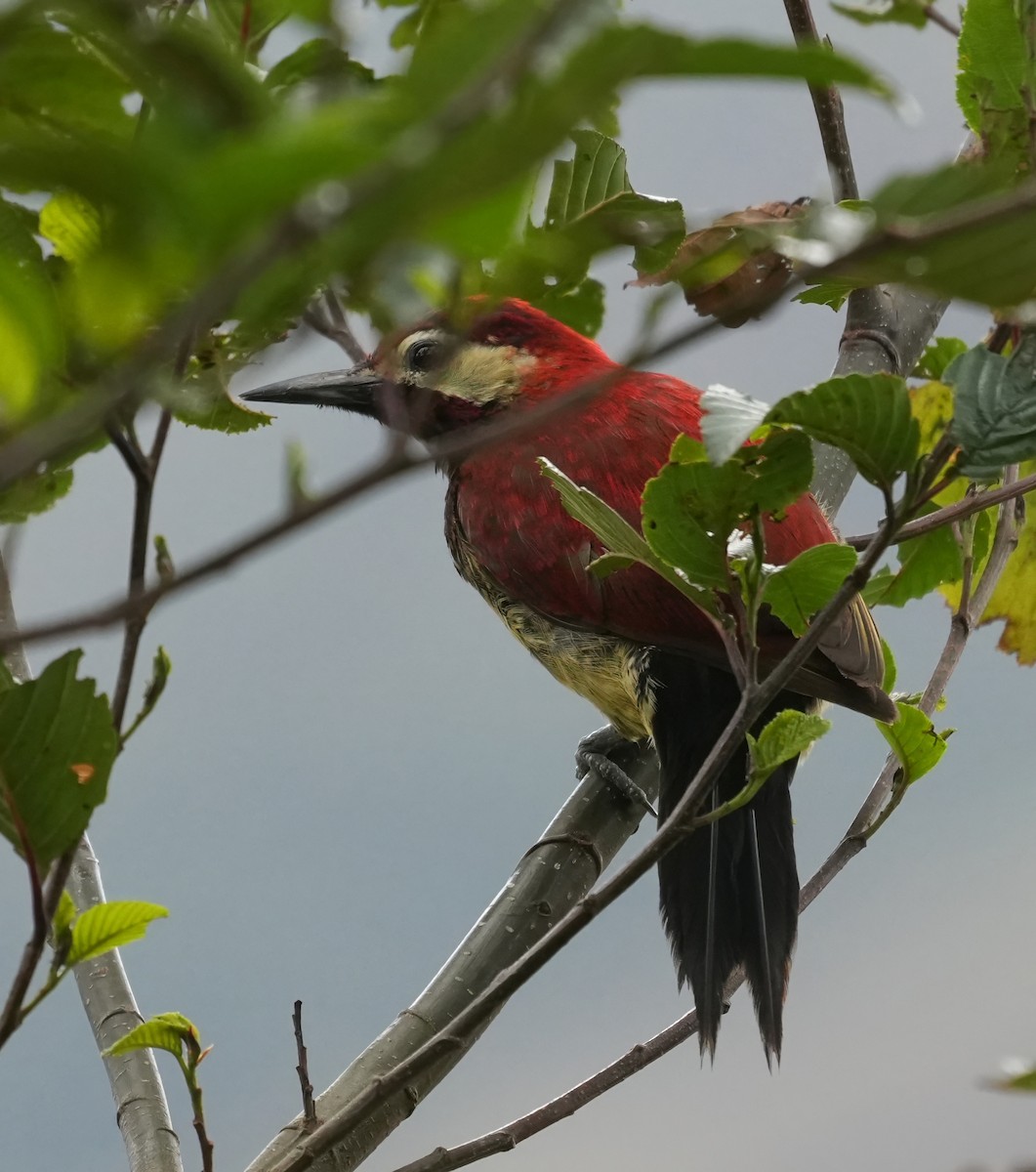 Дятел-смугань червонокрилий - ML644430539