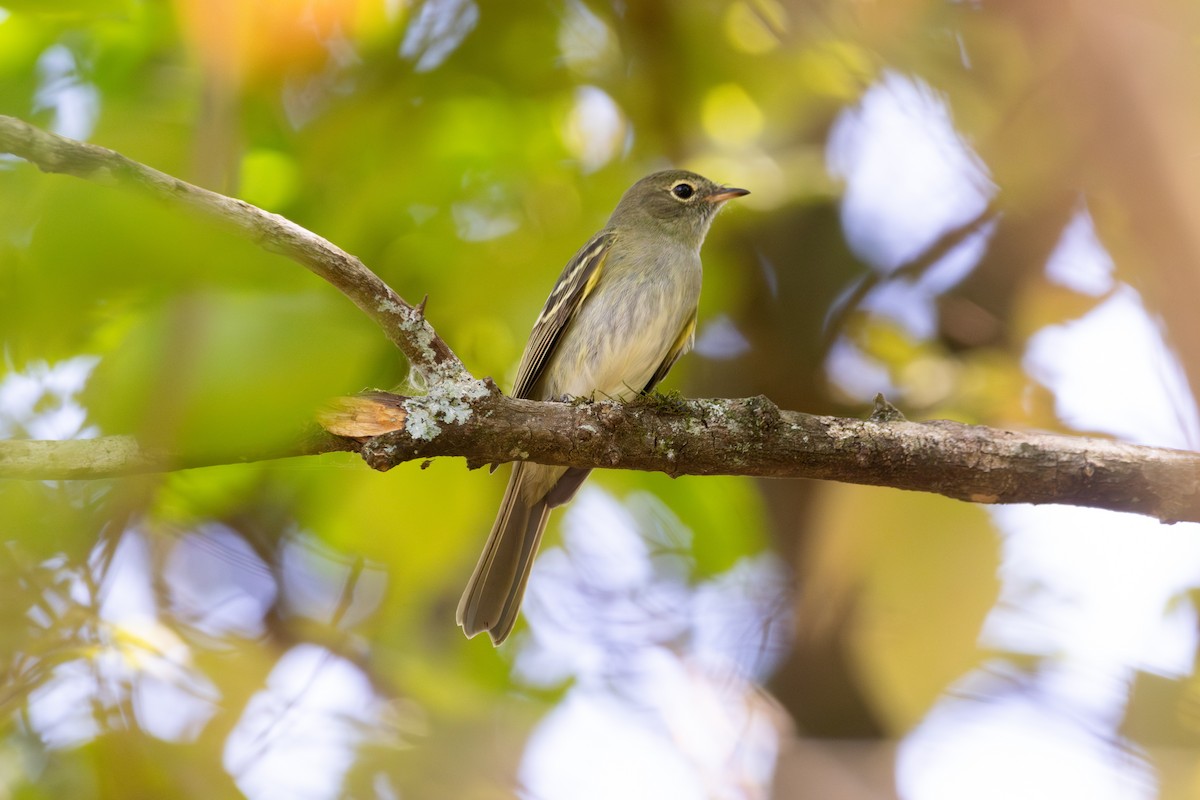 Olivaceous Elaenia - ML644430549