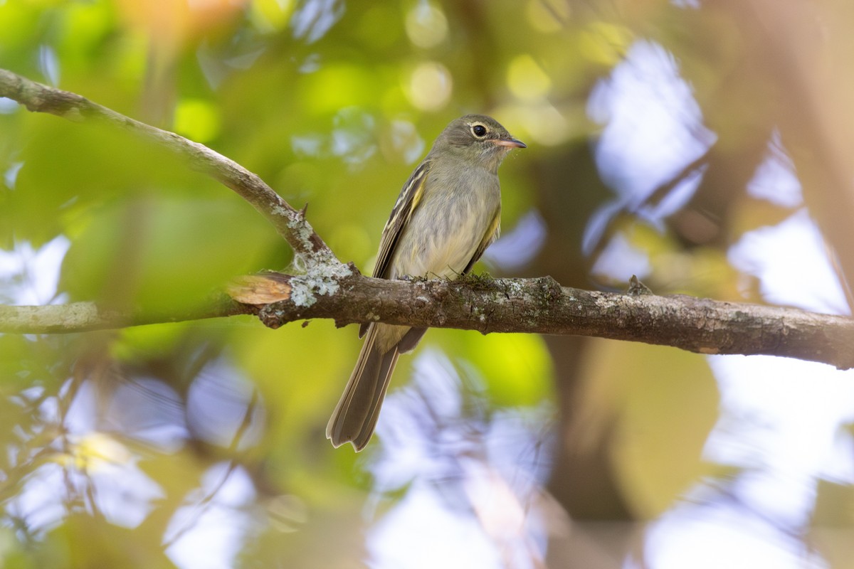 Olivaceous Elaenia - ML644430550