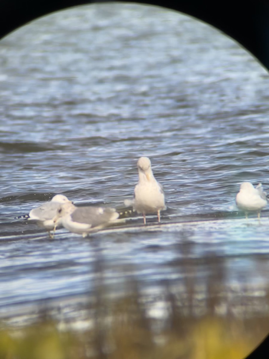 California Gull - ML644430559