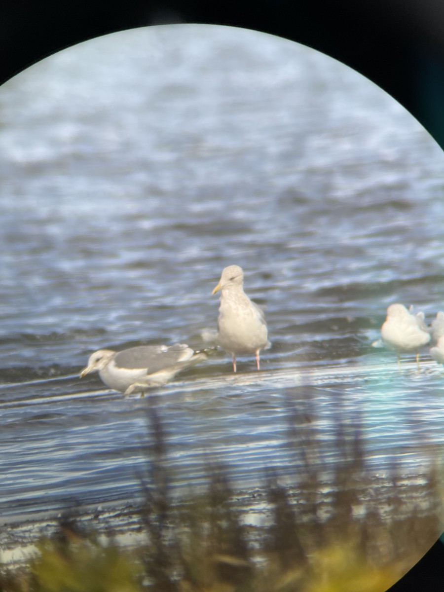 California Gull - ML644430560