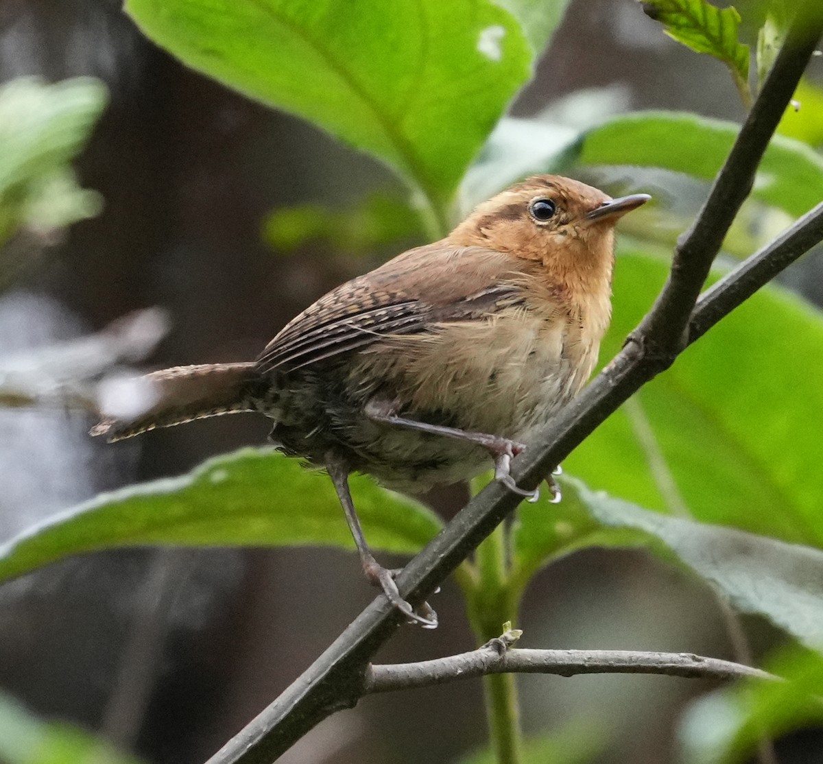 Mountain Wren - ML644430564