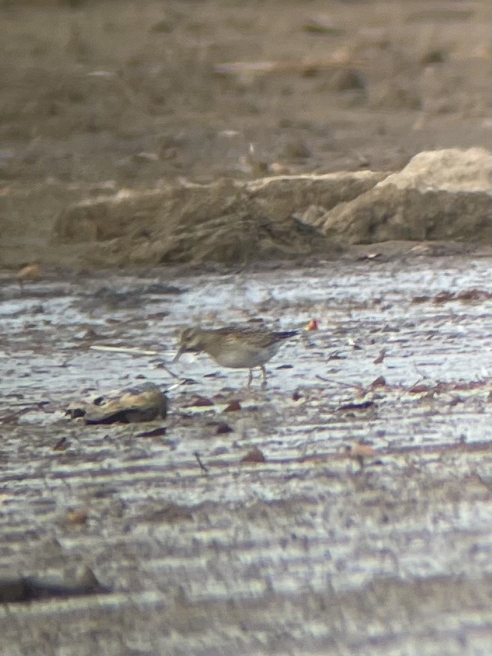 Pectoral Sandpiper - ML644430565