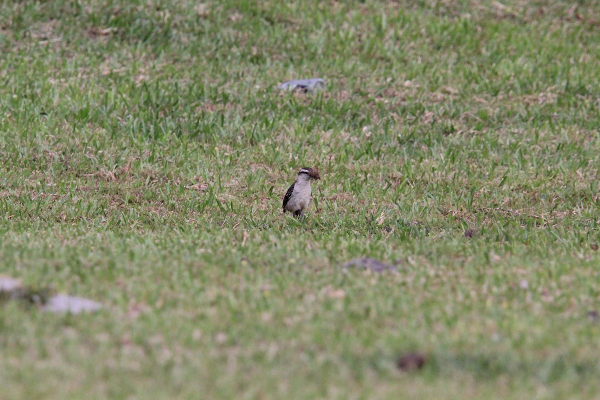 マミジロマネシツグミ - ML644430570