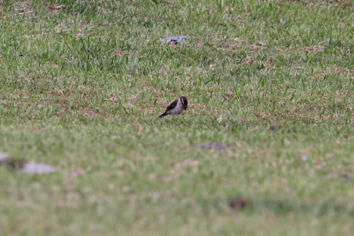 マミジロマネシツグミ - ML644430571