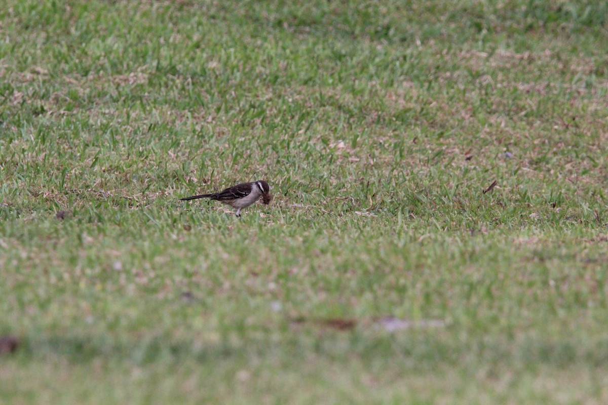 マミジロマネシツグミ - ML644430572