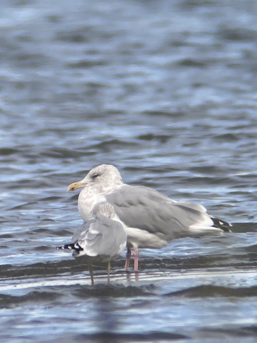 American Herring Gull - ML644430583