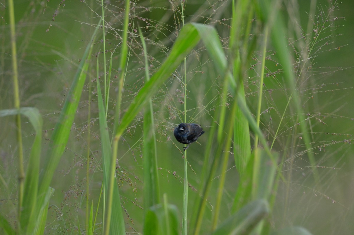 Blue-black Grassquit - ML644430584