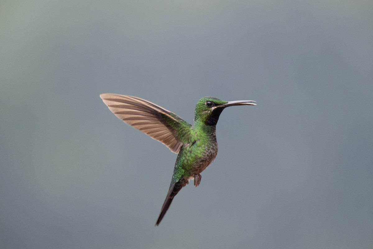 Black-throated Brilliant - ML644430601