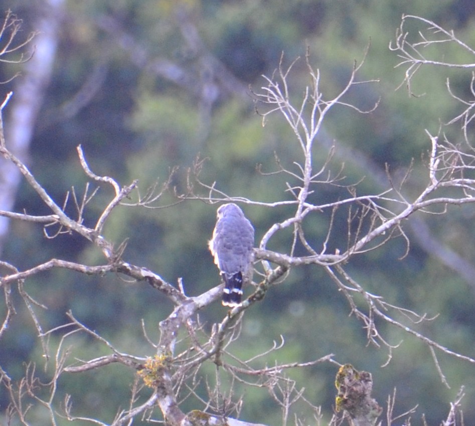 Gray Hawk - ML644430621