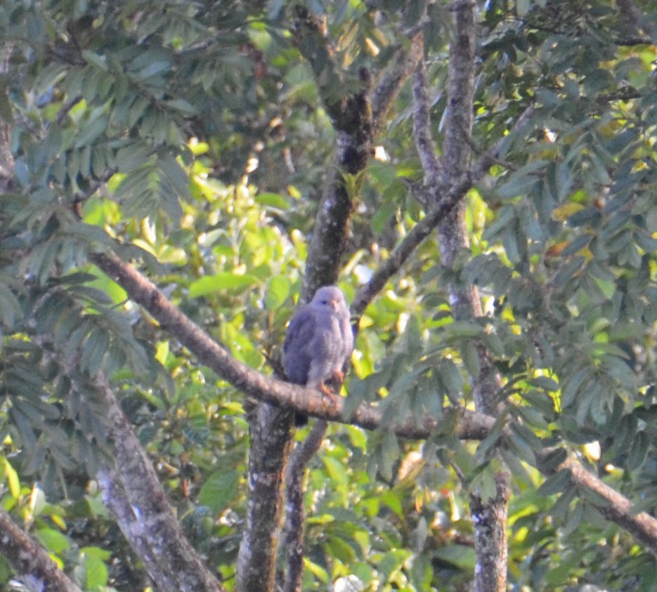 Gray Hawk - ML644430622