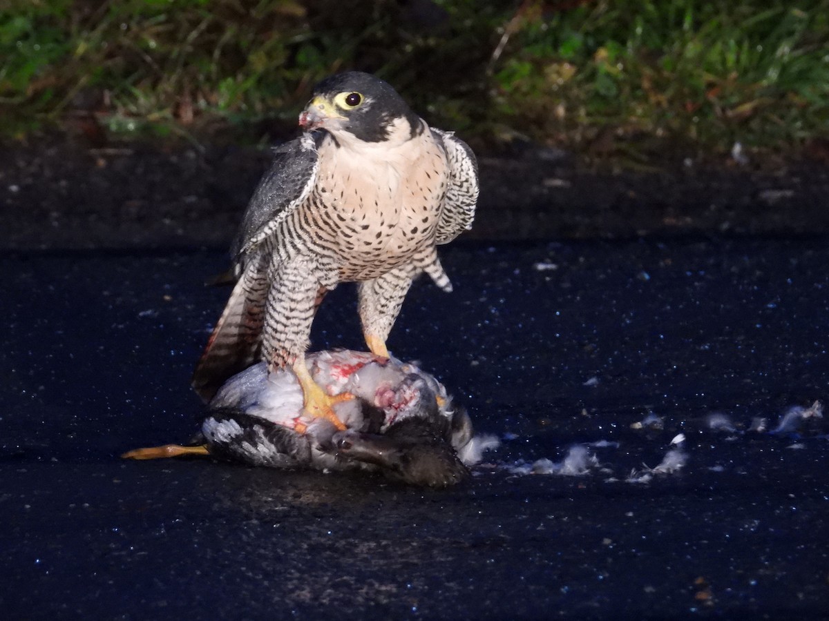 sokol stěhovavý - ML644430633