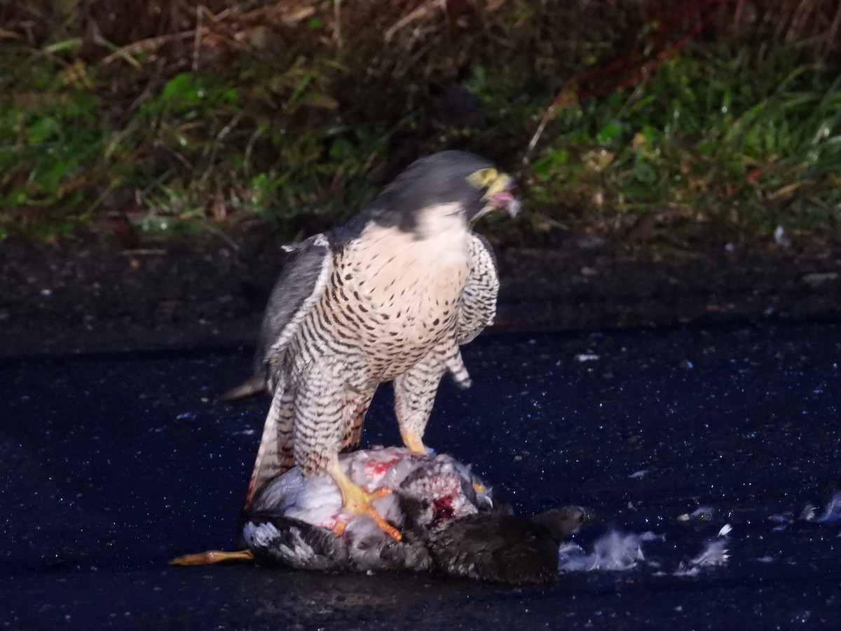 sokol stěhovavý - ML644430634