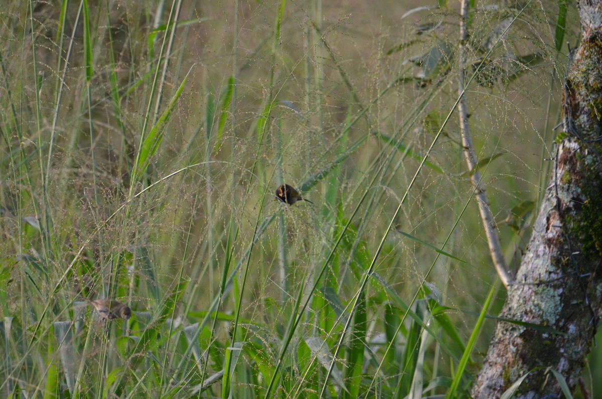 gulstrupegresspurv - ML644430639