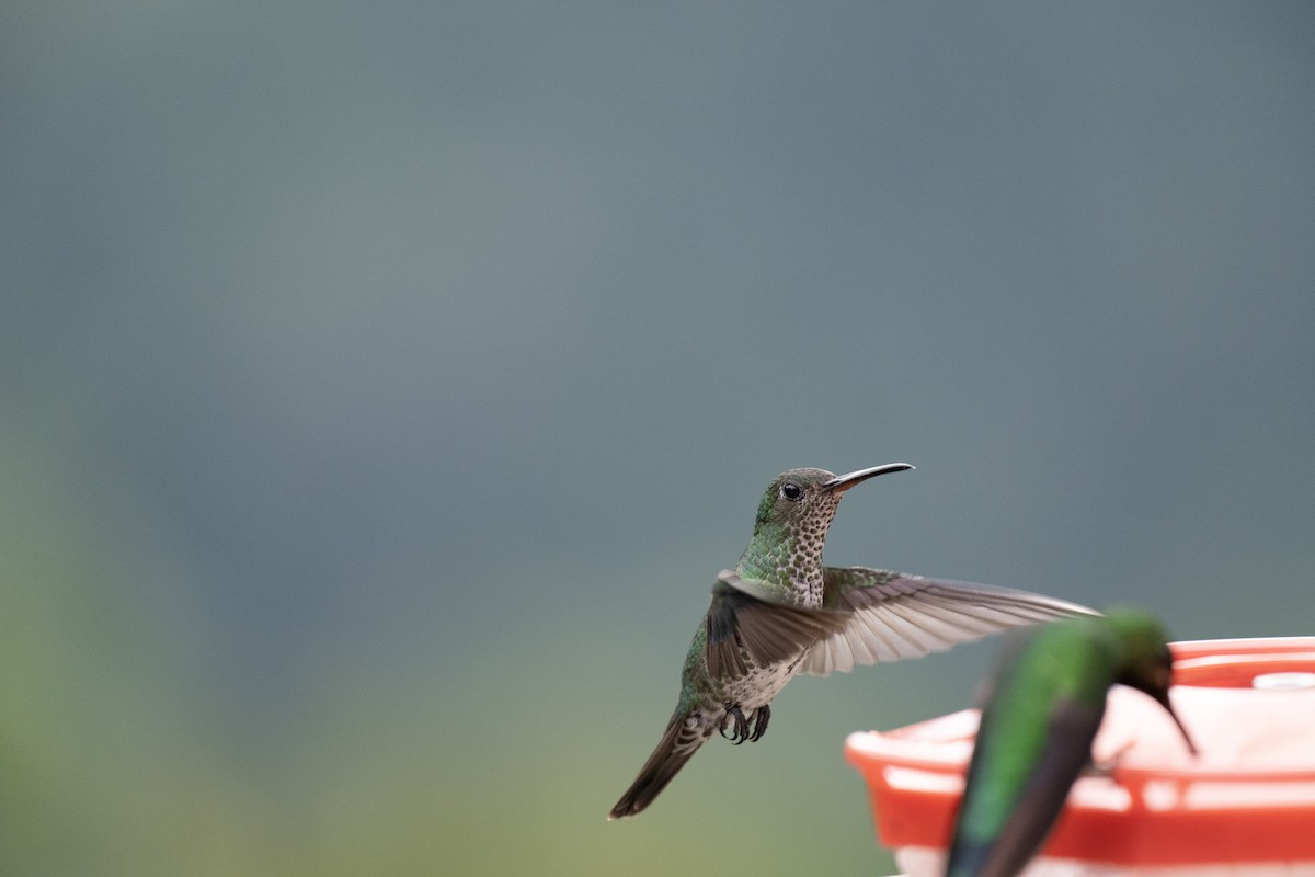 Tropfenkolibri - ML644430640