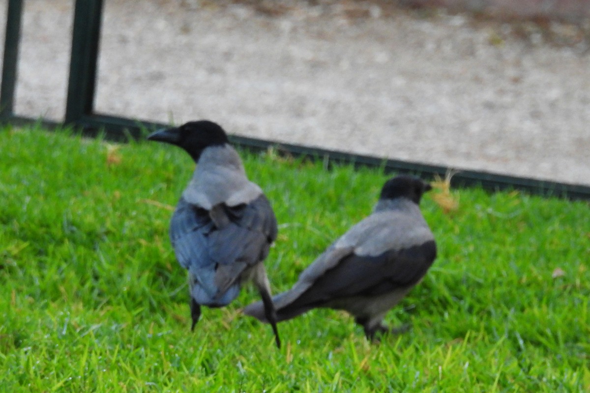 Саарал хэрээ - ML644430648