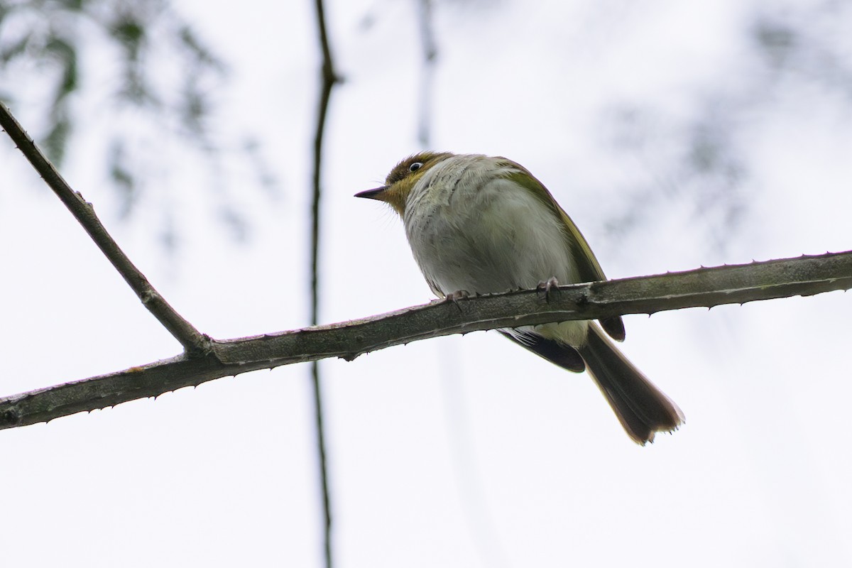 Bay-ringed Tyrannulet - ML644430657