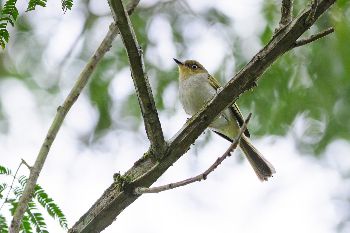 Bay-ringed Tyrannulet - ML644430658