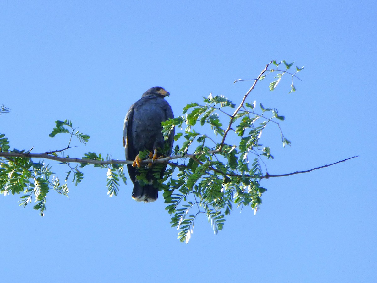 Common Black Hawk - ML644430670