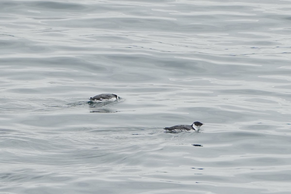 Ancient Murrelet - ML644430675