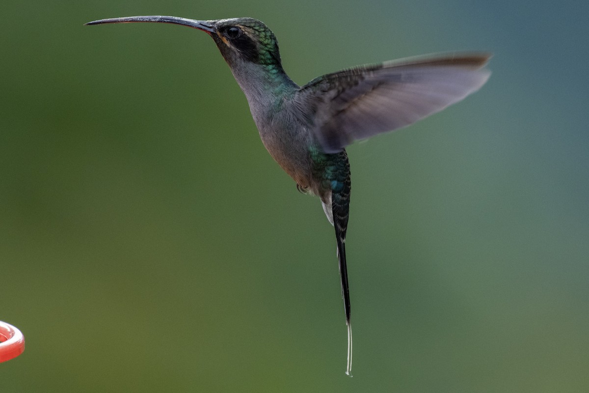 Green Hermit - ML644430676