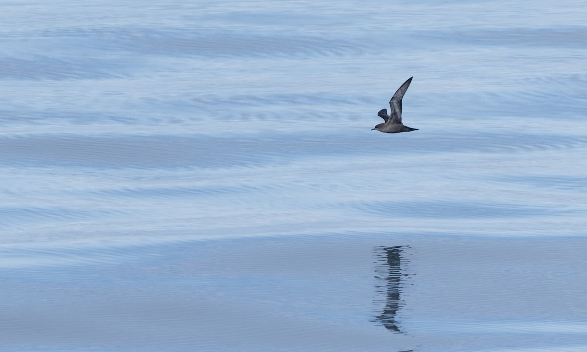 grålire - ML644430703