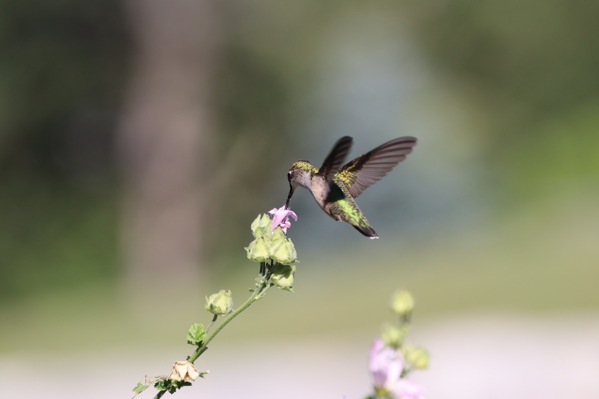 Colibri à gorge rubis - ML644430706
