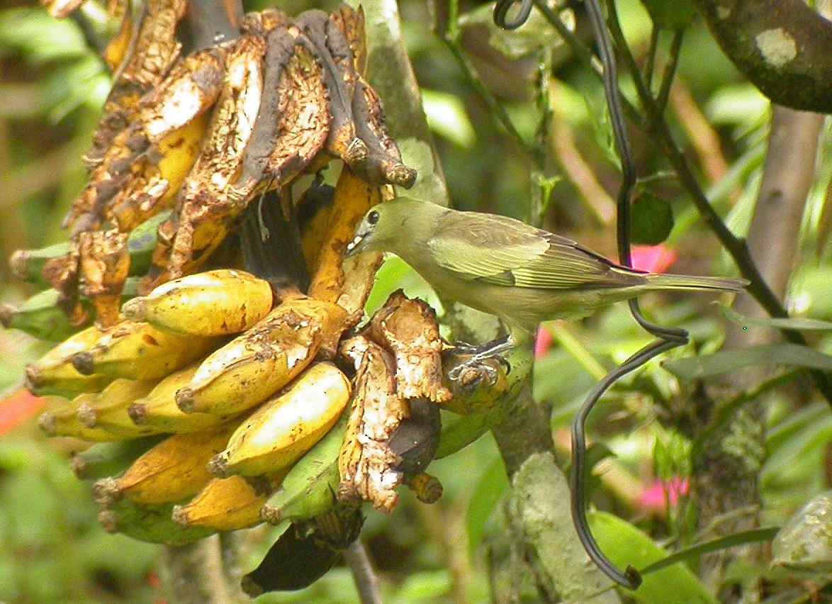 Palm Tanager - ML64443071