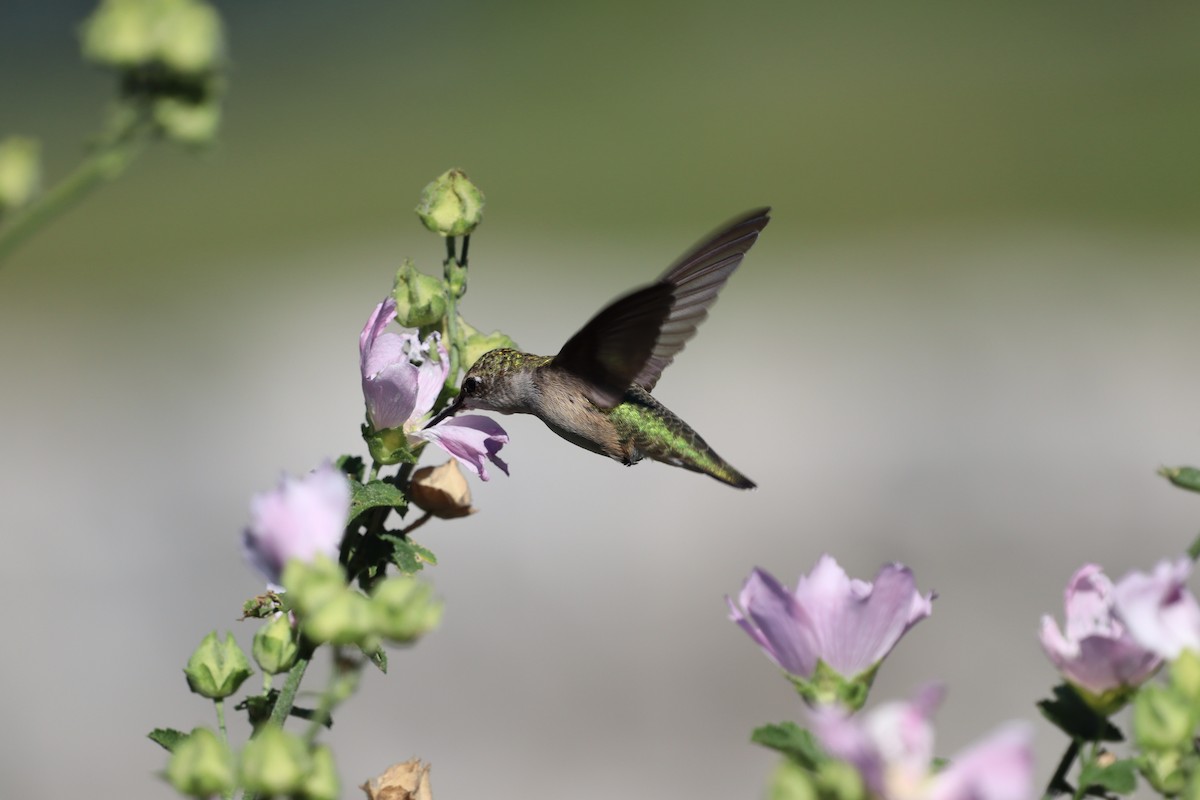 Colibri à gorge rubis - ML644430710