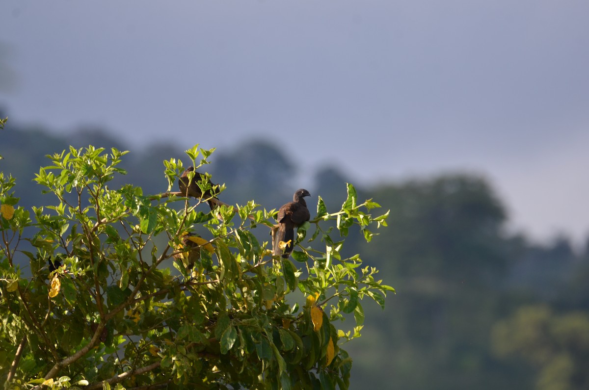 gråhodehokko - ML644430727